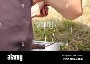 Farmer woman milking a cow with Milking Machine in farm. career agriculture, farmer. Real cow's milk farm Asia Thailand. Milking management Procedure