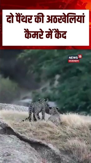 Pali News : सेना ग्राम की पहाड़ियों में दिखे 2 पेंथर, जंगल सफारी में दुर्लभ नजारा कैद | Jawai | N18S