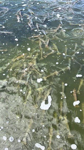 Innovative Techniques in Shrimp Farming
