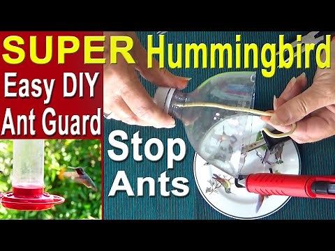 Hummingbirds * NO MORE ANTS, Hummingbird Feeder Ant Moat * DIY How to Make Ant Guard & Nectar Recipe