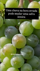 A história da uva não começa quando floresce🍷🍇#winelover #vinho #vida #instawine #shorts