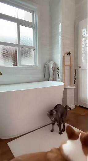 Bathroom Chaos: The Story Behind the Rubber Duck