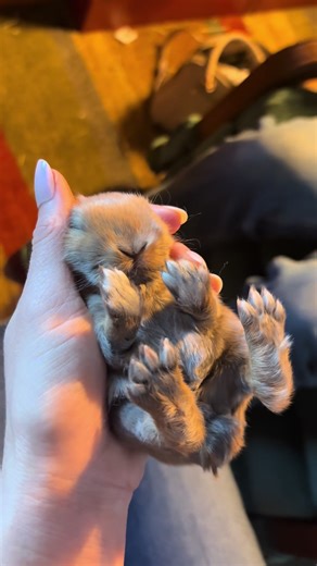 Discover Adorable Baby Bunnies in This Cute Video