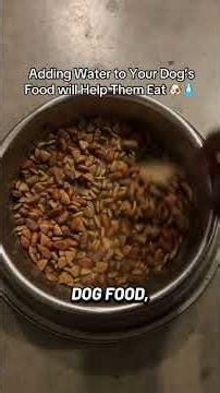 Try This If Your Dog Won’t Eat 🐶🍽️ #shorts