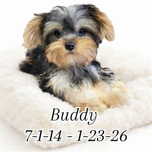 Our little baby doggie our soul dog our son and our heart beat Buddy rest in peace sweet boy we miss you so much 💔😭