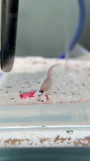 A Story of a Strong Crayfish