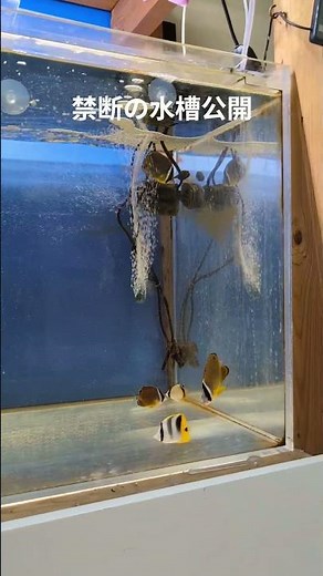 【特別公開】恥も外聞もない！？チョウチョウウオ水槽の実態とは！？ #チョウチョウウオ #採集 #アクアリウム