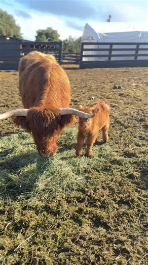 We can’t get enough of Roxy & Ruby!! 😍 #farmlife #highlandcow #babycow #minicow #cows