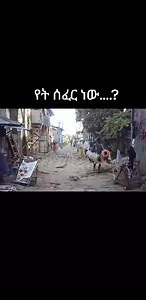 4.1K views · 37 reactions | ��� maaltu deemaa jira | Bedasa Yai Modjo | Facebook