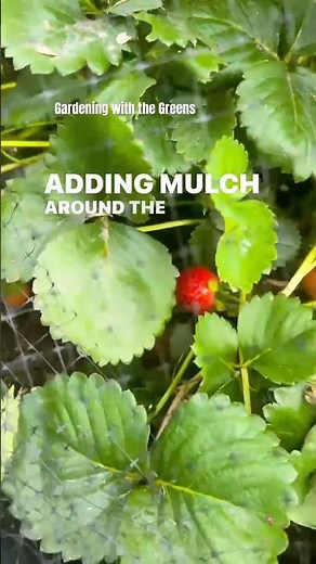 Growing Strawberries in Containers | Easy Strawberry Garden