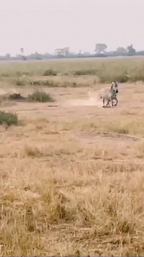 Wild Animals on Instagram: "Tiger tries to eat zebra🐅 Follow @animalsvault #animals #wildanimals #wildlife #nature #lion #tiger #zebra"