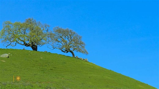 CBS News Sunday Morning:Nature: Oak trees in California