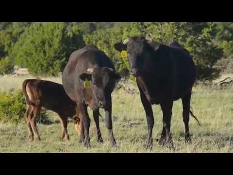 Raising 100% Fullblood Wagyu
