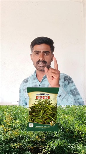 लवकर येणारे तुरीचे टॉप 5 वाण! देतील भरघोस उत्पादन 🌱 | Top 5 tur variety