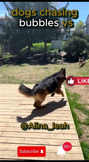 Dog chasing bubbles vs this one #shorts