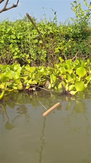 Catch Big Fish with Hook Fishing in Beel Pond