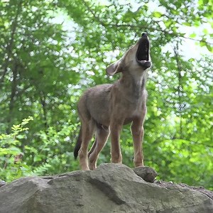 Too rare to remain silent 🐺 #SaveRedWolves | Wolf Conservation Center