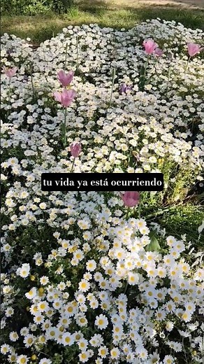 Vuelve a tu cuerpo y a tu respiración🧘Lo que necesitas ya está en ti | Meditación guiada de gratitud