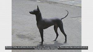How to Groom a Peruvian Hairless Dog: Essential Tips for Healthy Skin