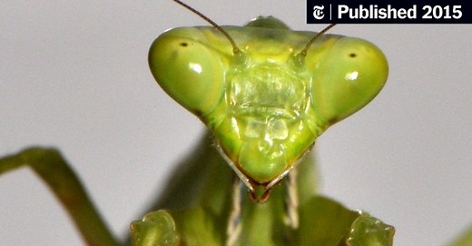 A Praying Mantis’s Spin on Body Control