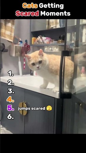 Cats Getting Scared Moments 🫣😂 #funny