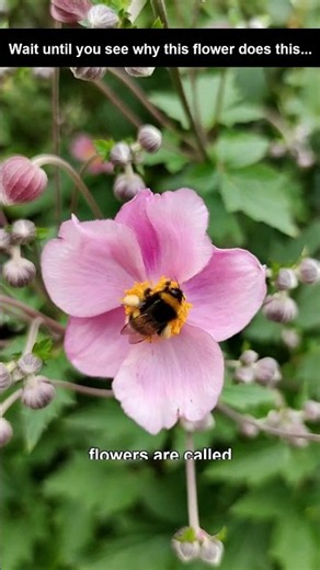Dahlia: The green leaf-like parts beneath many flowers are called 🌸 #Shorts #trending #reels #rek