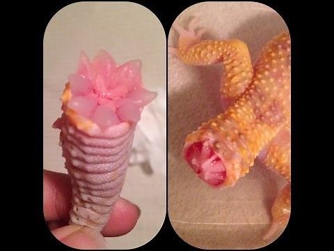 Leopard Gecko Tail Regeneration Time Lapse "Slideshow"