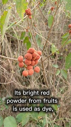 “Kamala Tree 🔴 Nature’s red dye + medicine! #Biology #Plants #Shorts” #botany #garden #flowers