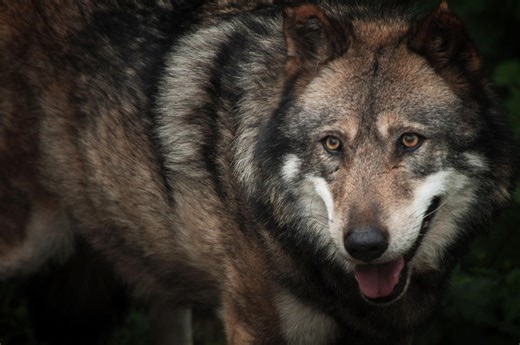 Animaux : premier cas confirmé d’hybride chien-loup en Grèce après une attaque sur une fillette