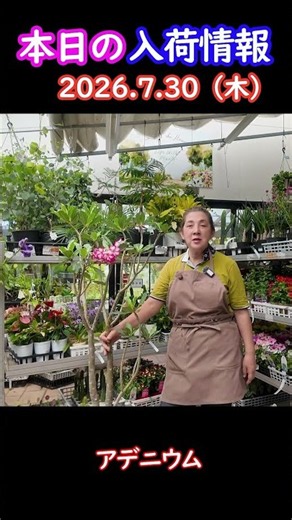 [07/30/2026] Adenium #Gardening #Horticulture #LifeWithFlowers