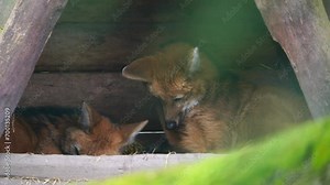 Video of Maned wolf in zoo