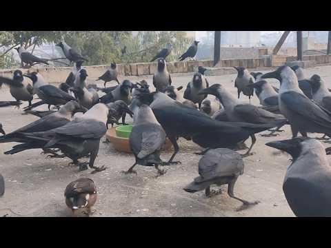 The Huge Crows Rush At Feeding Time Noise Of Crows Relaxing Sounds Crows Birds Compilation