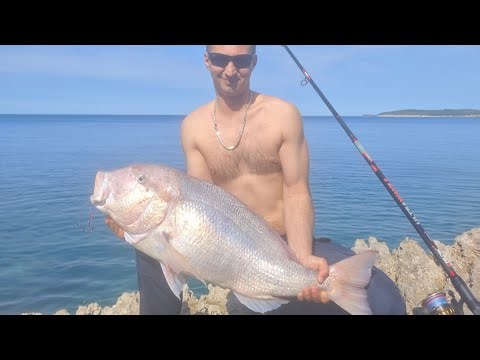 DENTEX 10KG HEAVY CASTING ispunjenje životnog sna sa obale zubatac 10 plus