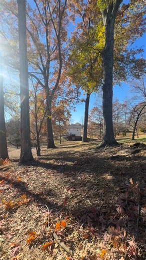 Top Down Tree Service on Reels