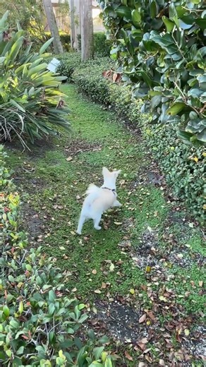 Always chasing lizards when I go on my walks around USF St Petersburg