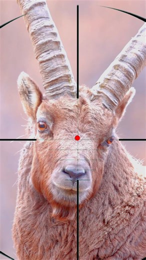 Mountain Goat Hunting 🐐