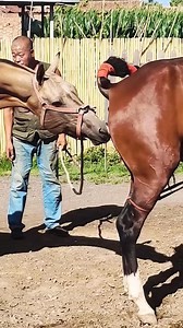 #mare #dressage #horseshow #horsebackriding #riding #horselife #horsesofinstagram #gelding | Couple Show