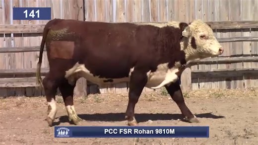 CO Lot 141- 100% Polled Hereford Overall rating 5, Disposition 5 , Calving ease 4, Masculinity 5, grass efficiency 4 , Fly resistance 5, Hair coat 5 He sells Nov. 10th at 1pm (MT) in Burlington, CO Call 800-311-0995 for more information. | Pharo Cattle Company