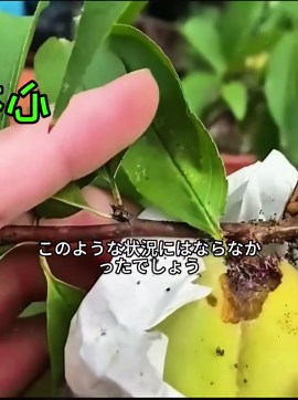 桃の種から育てた桃の木の成長記録