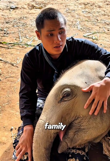 Baby Elephant's Joyful Sleep with Human Family