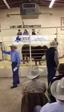 The Live Oak Beefmaster Bull sale was a success!! Thank you to all the buyers and consignors. | Beefmaster Breeders United