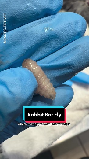 Removing a bot fly from a rabbit! 🐇 #botfly #rabbit #rabbits #bunny #vet #vetmed #veterinarian #veterinary #medicine #veterinarymedicine #veterinaria #medical #doctor #ffa #premed #prevet #vettech #dvm #animals #pets #exoticpets