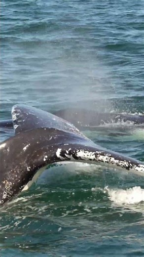 Sounds of a Humpback Whale