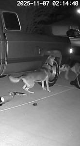 19M views · 61K reactions | On January 15, 2026, in Fresno,...