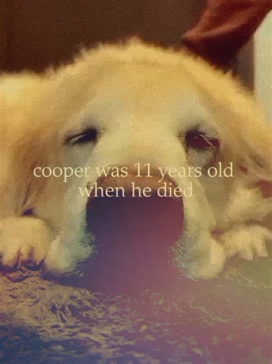 rip cooper :( 🕊️ #supercoopersunday #fyp #fypシ゚viral #tmartn2 #viralvideo