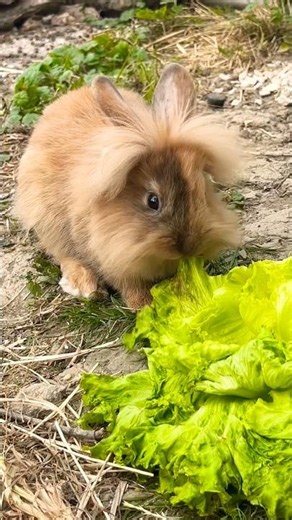 🥬The little baby lionhead rabbit eats a beautiful green salad 🐰🥰 #short
