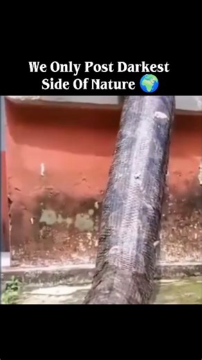 NatureAfterDark on Instagram: "A large Reticulated Python was recently spotted swimming through flooded streets in Thailand after heavy rains, with a video of the incident going viral. This snake, known for being the world's longest, is native to Southeast Asia and is known to inhabit forests, swamps, canals, and even urban areas. The flooding caused by the rains likely displaced the snake from its usual habitat, leading to the unusual encounter with humans. Here's a more detailed look: The Inci