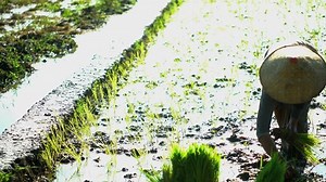 Rural manual farm worker planting rice seedlings in rice field Java Indonesia South East Asia