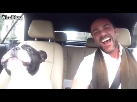 Watch This Bulldog Sing-Along with Owner to Rihanna's 'Diamonds'