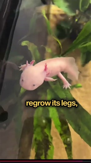 The Axolotl Is Basically a Real-Life Pokémon 🤯